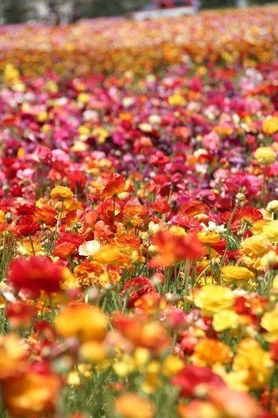 The Flower Fields in Full Bloom