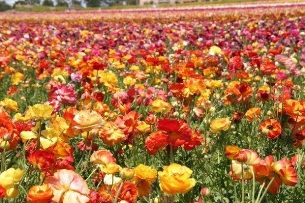 Rainbow of Ranunculus