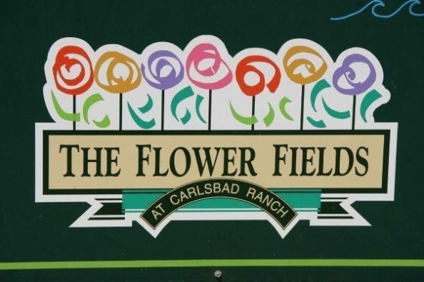 The Flower Fields