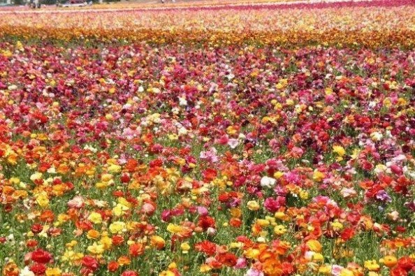 Only in bloom for six to eight weeks