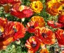 Carlsbad's Flower Fields