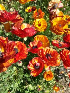 Giant Tecolote Ranunculus flowers