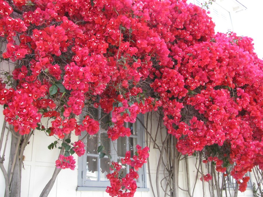 Bougainvillea