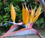 Bird of Paradise