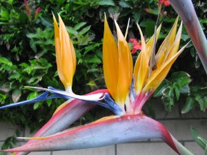Bird of Paradise