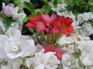 neighbors garden