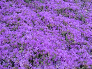 purple carpet