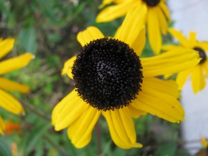 A bees dream spot