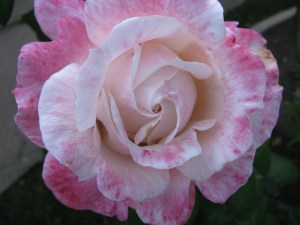 pretty in pink rose