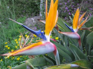 A different neighbor's bird of paradise