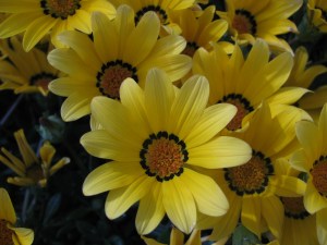 sunny yellow daisies