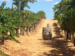 Wilson Creek Winery vineyard